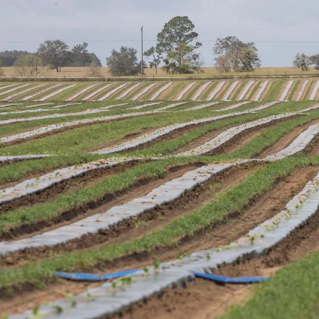 thumbnail for publication: Measuring Agriculture Research and Development Return on Investment: Relevance for Florida